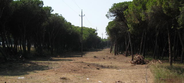 Gran poda realitzada a l'entorn de les l&iacute;nies el&egrave;ctriques de la pineda situada per sobre de l'autovia de Castelldefels (Gav&agrave; Mar - 1 de setembre de 2007)